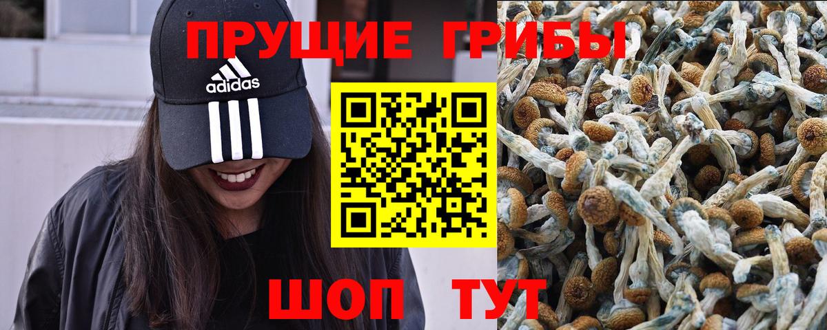Псилоцибиновые грибы GOLDEN TEACHER Севастополь